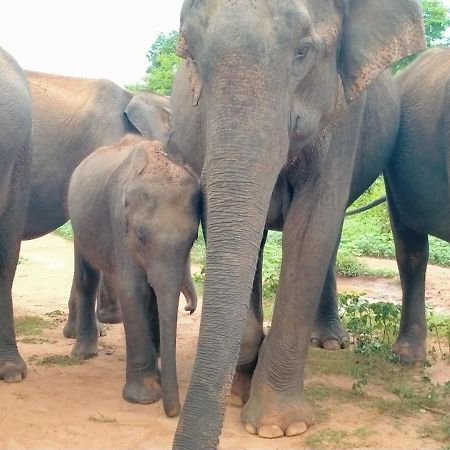 Share Safari Family Bungalow Udawalawe Bagian luar foto
