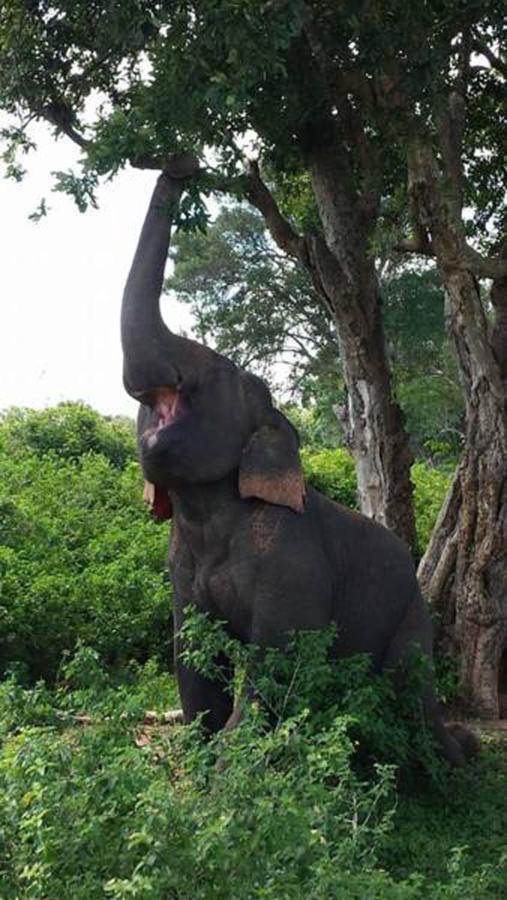 Share Safari Family Bungalow Udawalawe Bagian luar foto