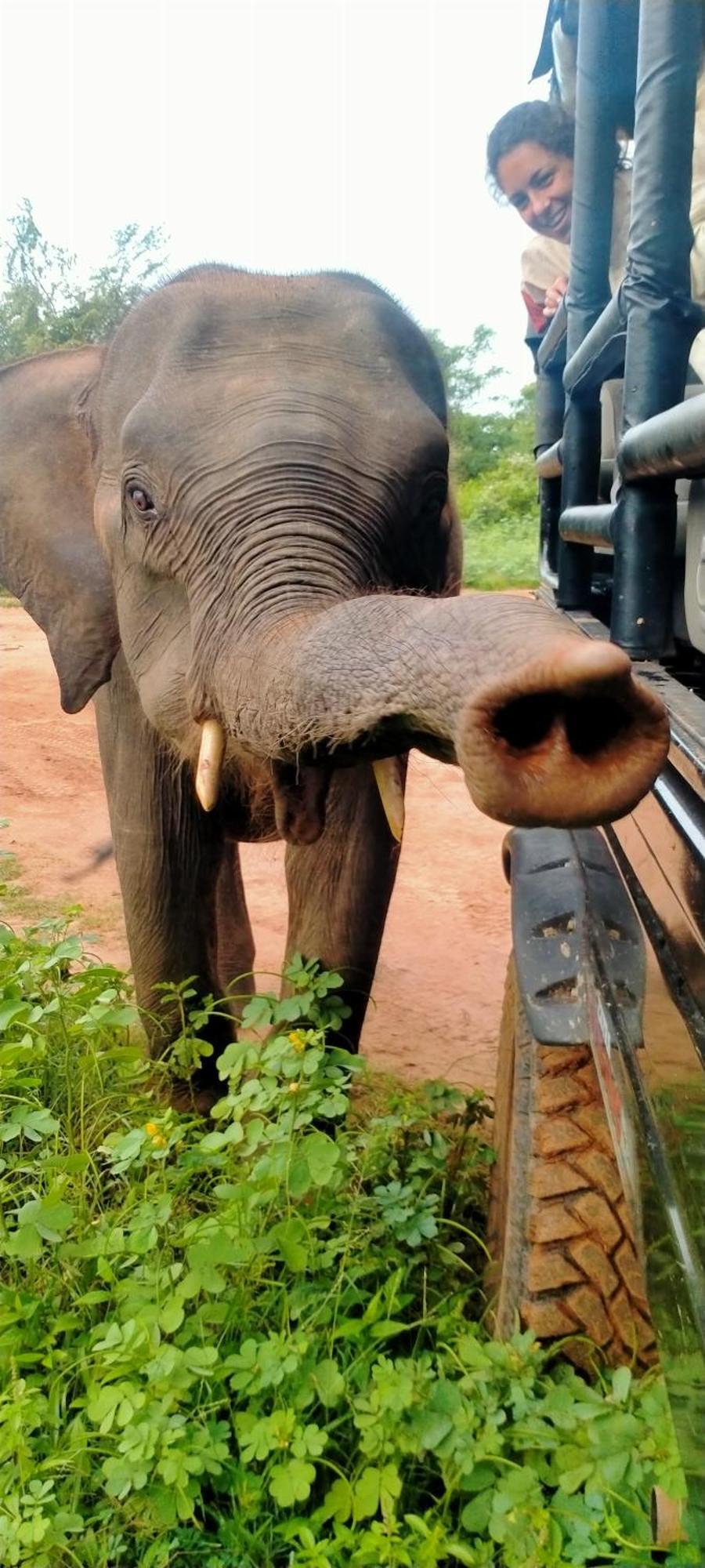 Share Safari Family Bungalow Udawalawe Bagian luar foto