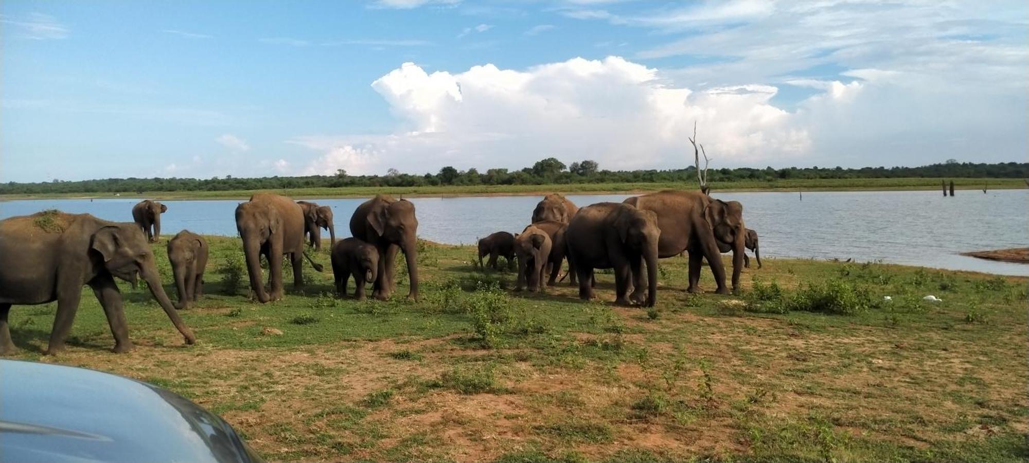Share Safari Family Bungalow Udawalawe Bagian luar foto